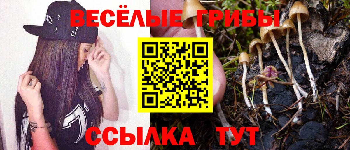 Галлюциногенные грибы Psilocybe Кинешма